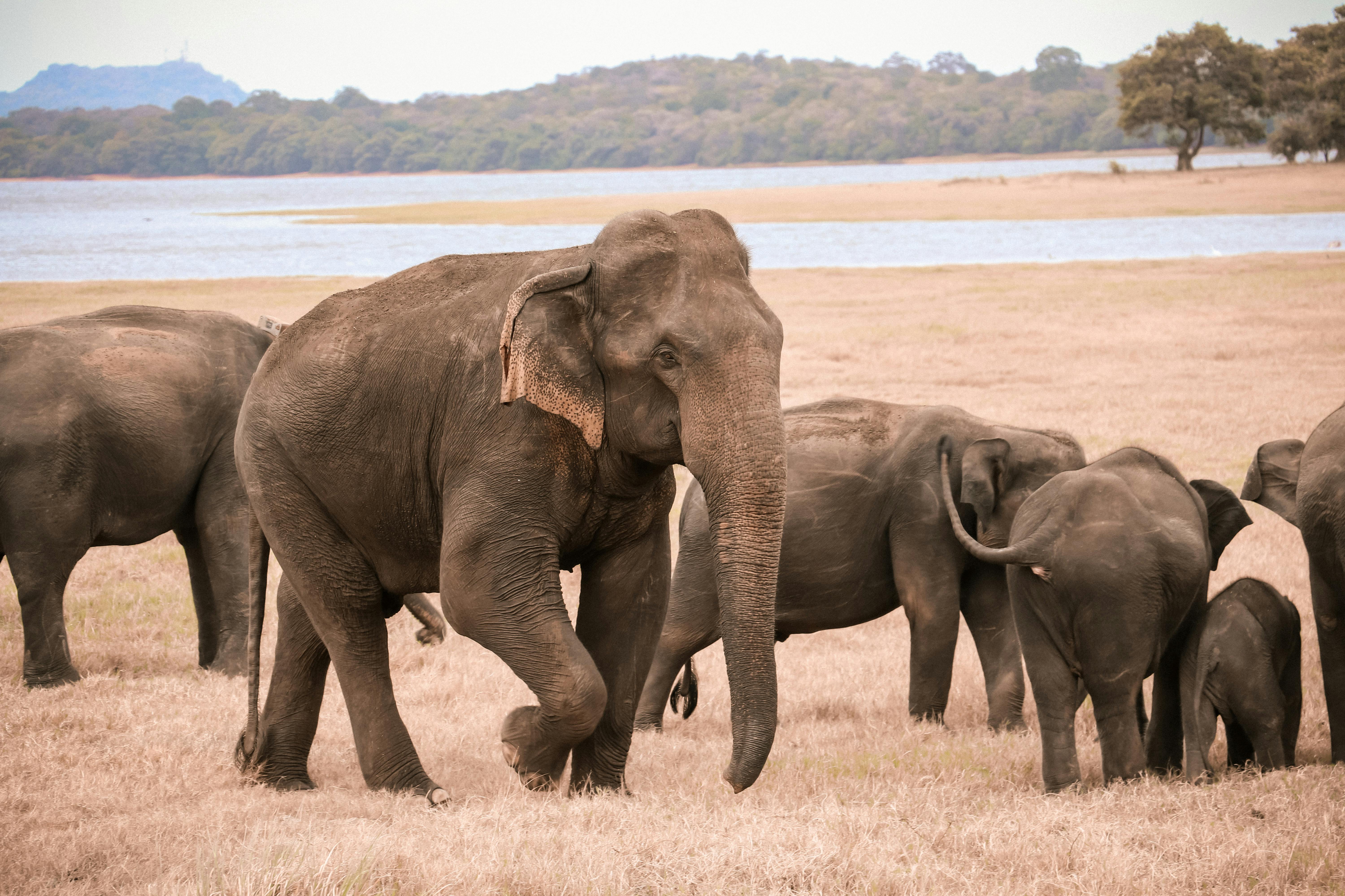 Asian elephant