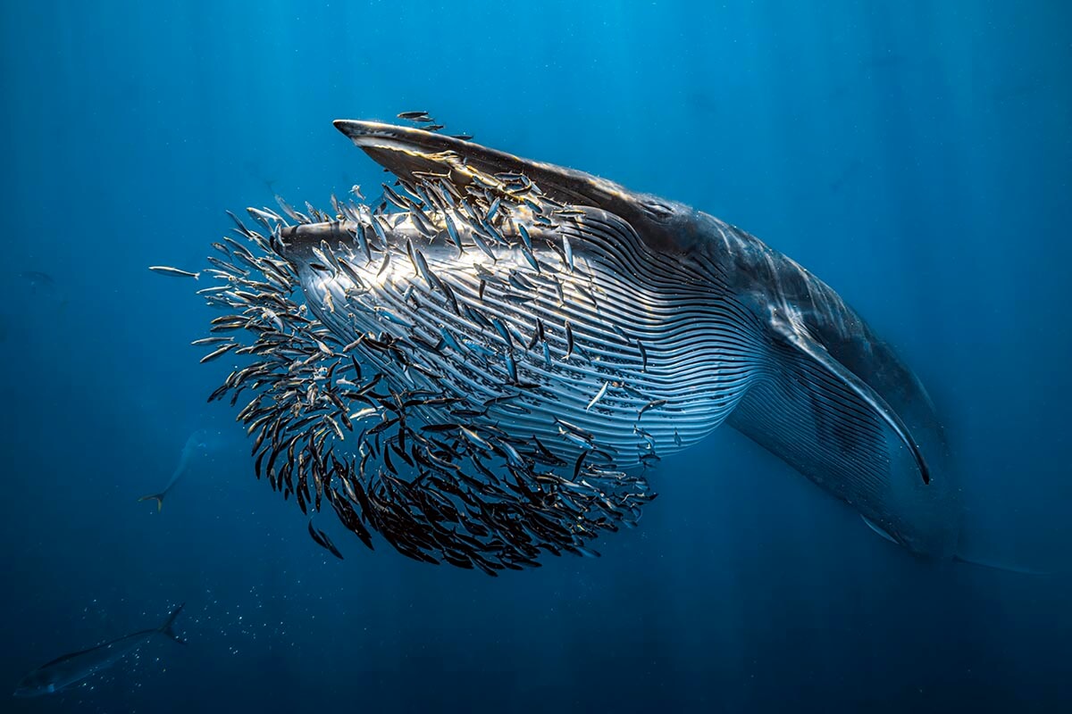 Underwater Photographer of the Year 2024 'End of the Baitball' Rafael Fernandez Caballero