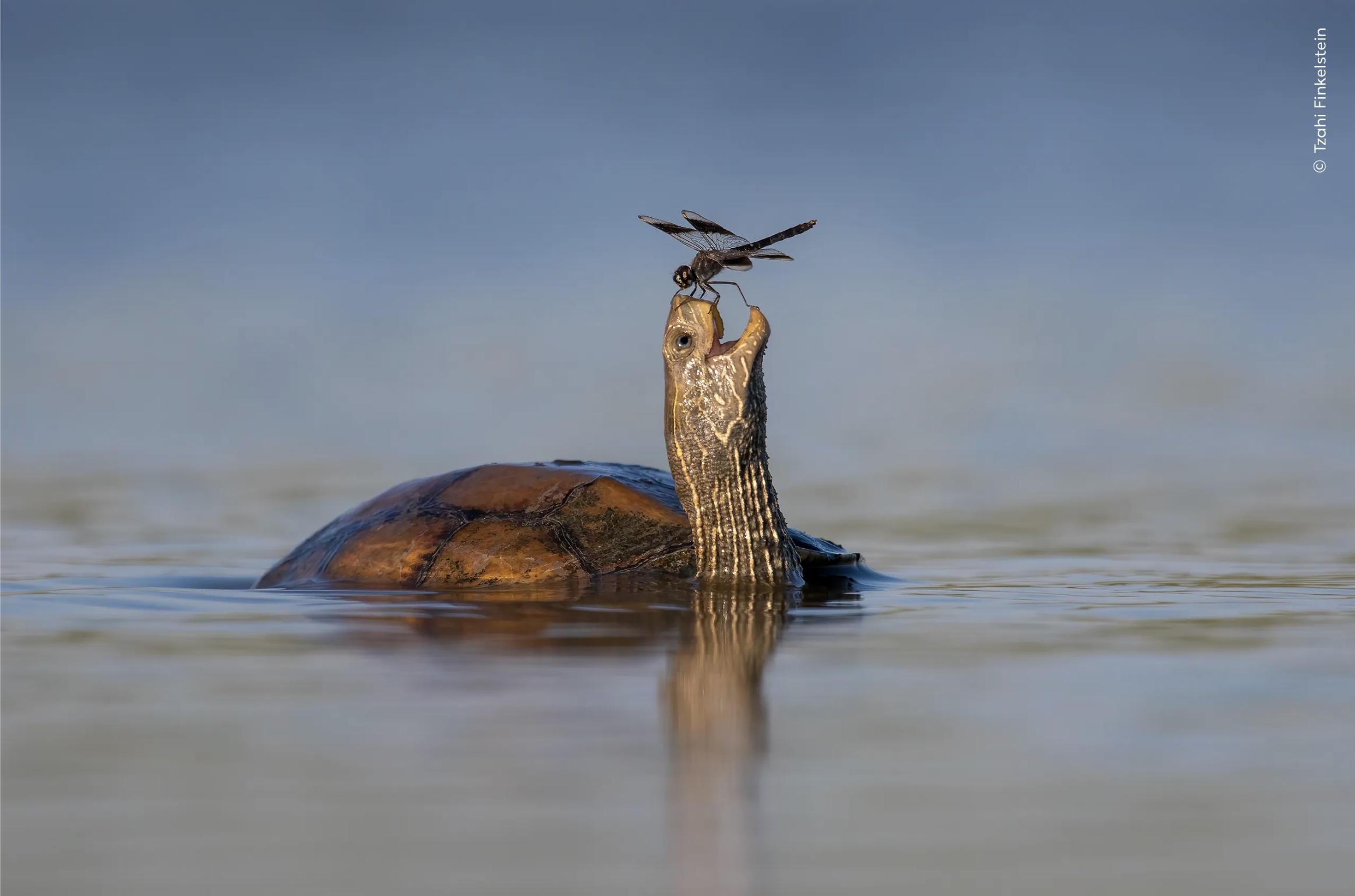 WILDLIFE PHOTOGRAPHER OF THE YEAR