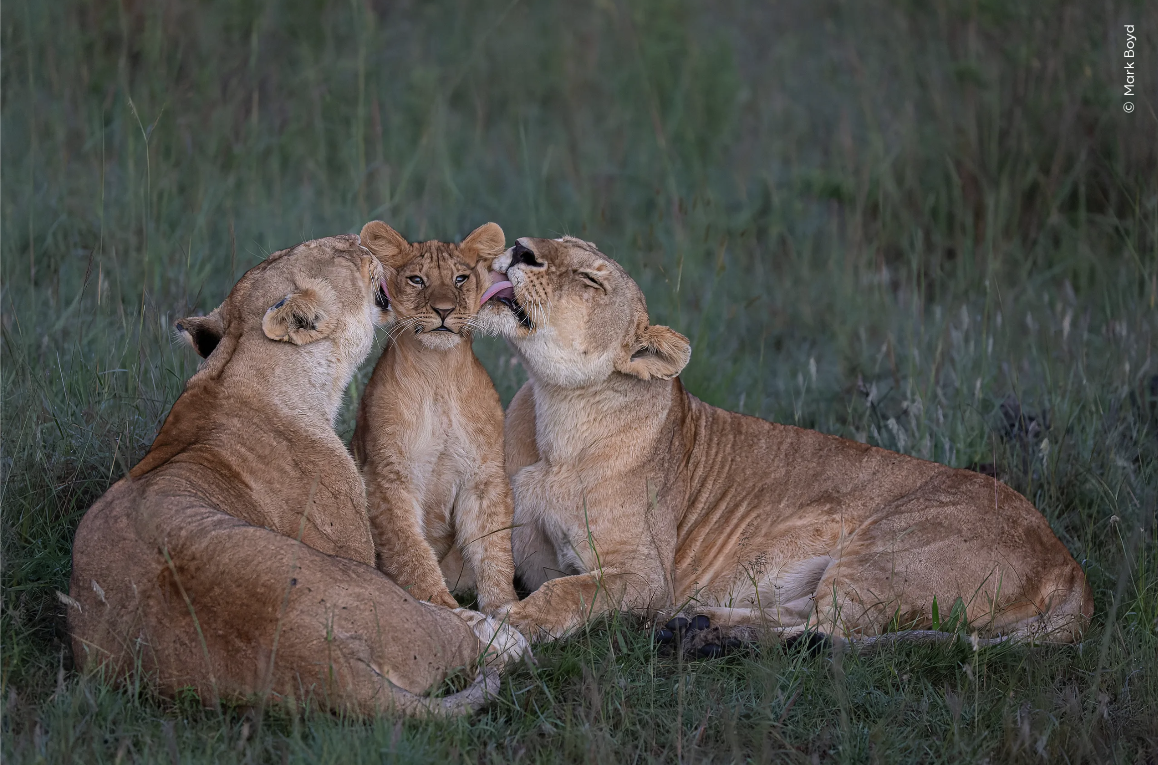 WILDLIFE PHOTOGRAPHER OF THE YEAR