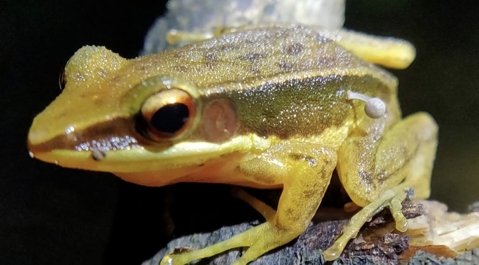 Frog with mushroom sprouting from its leg