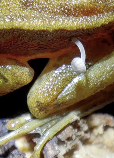 Frog with mushroom sprouting from its leg