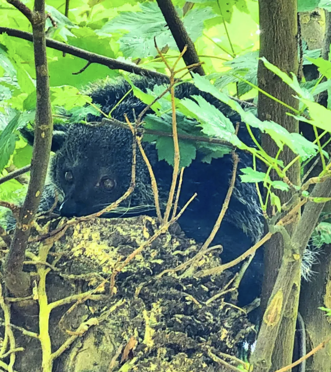 Dartmoor Zoo