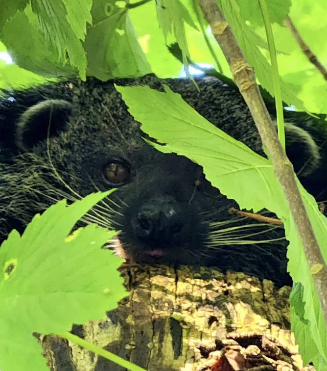 Dartmoor Zoo