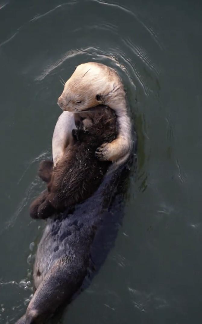 Sea otter with her pup @ocean.808/TikTok