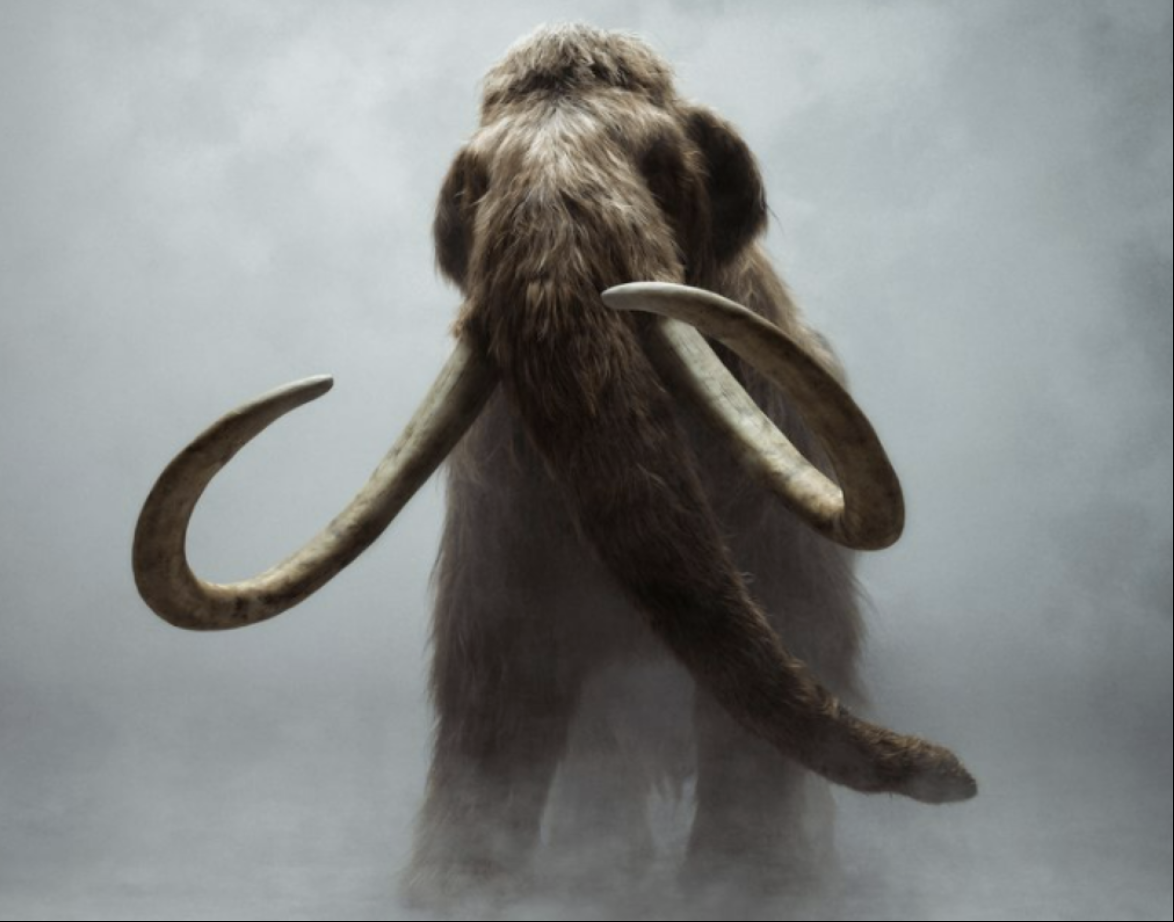 Colossal Biosciences are trying to bring back the wooly mammoth from extinction