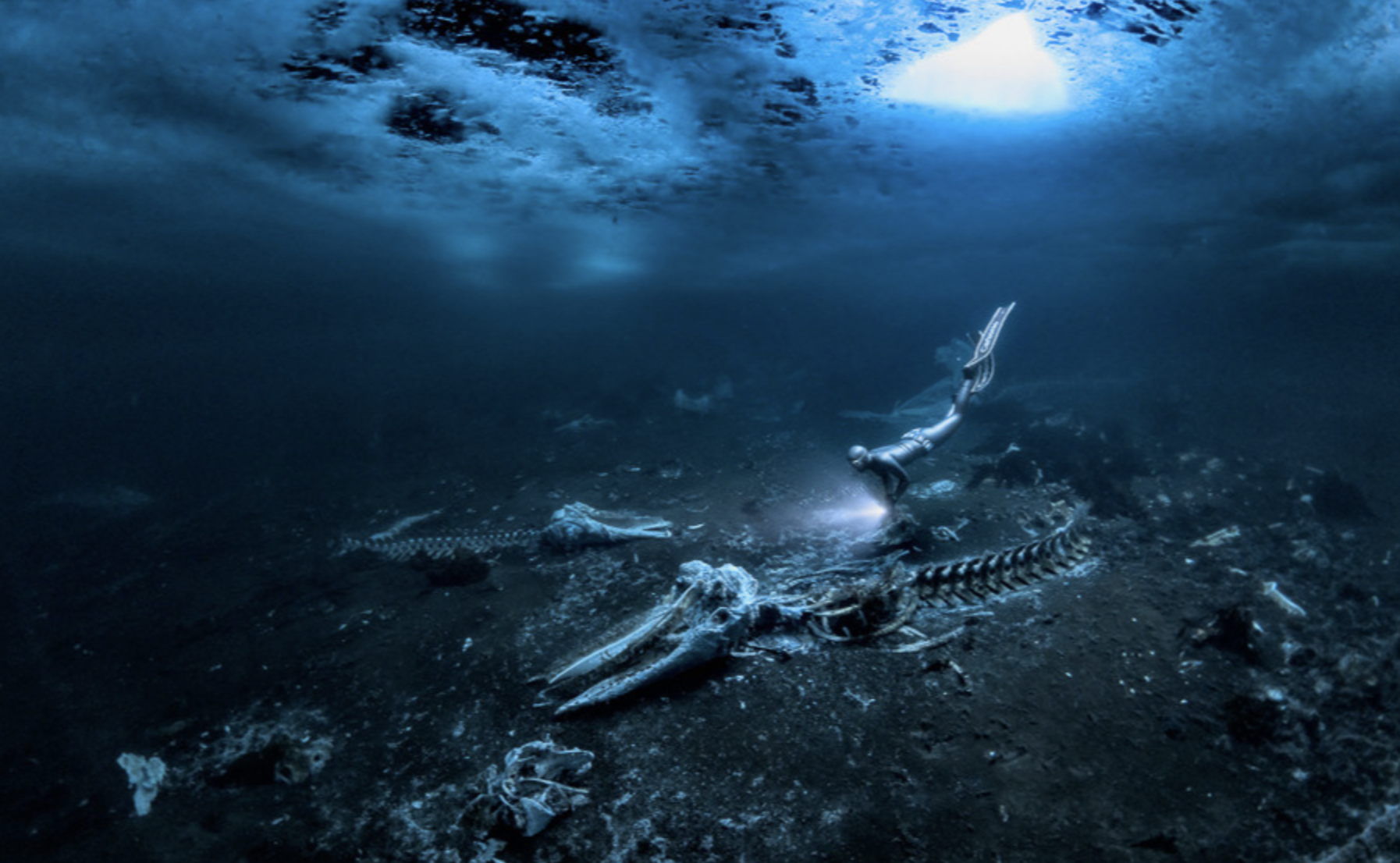 Underwater Photographer of the year 2024 'Whale bones' Alex Dawson