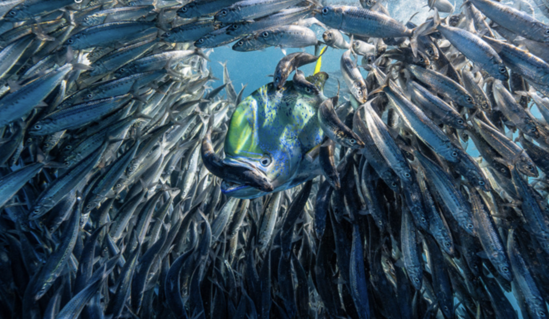 Underwater Photographer of the Year 2024 'Window of Opportunity' Lisa Stengel