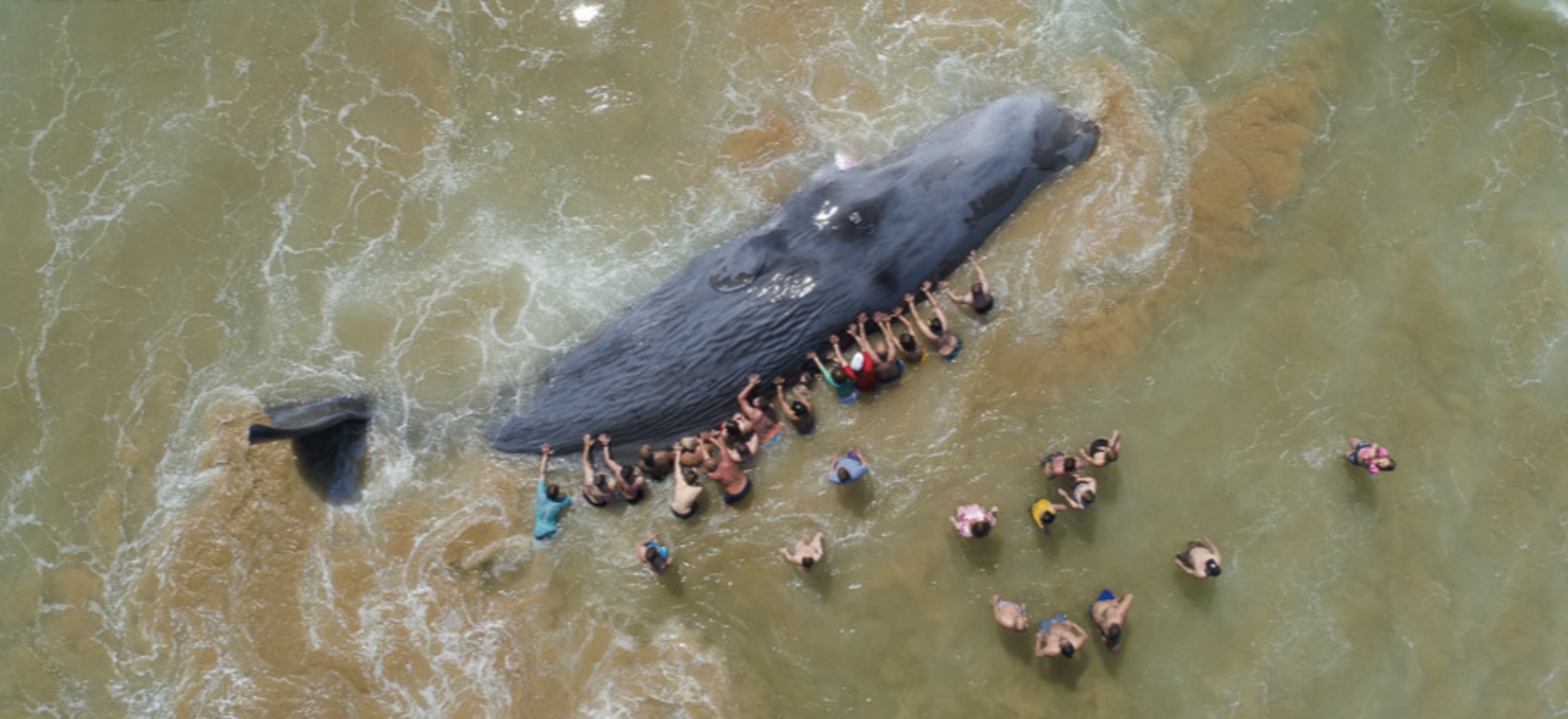 Underwater Photographer of the Year 2024 'Saving Goliath' Nuno Sá