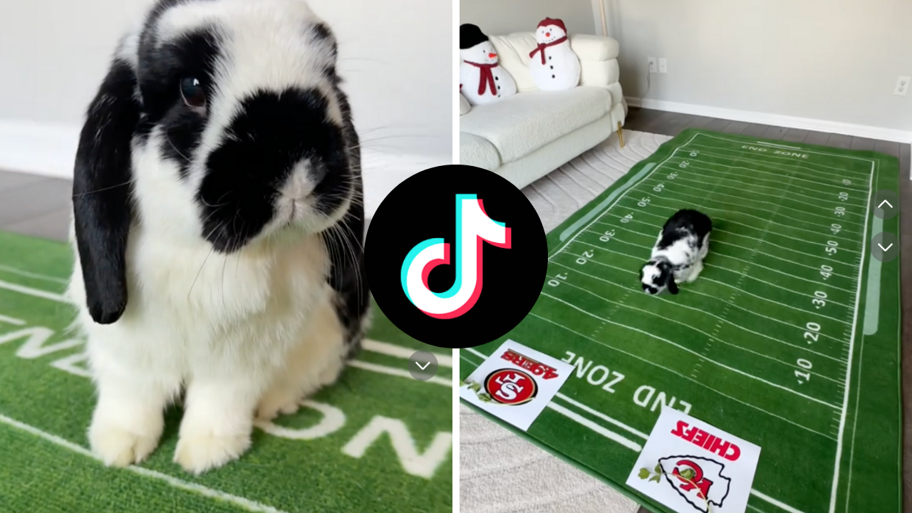 Rabbit Super Bowl