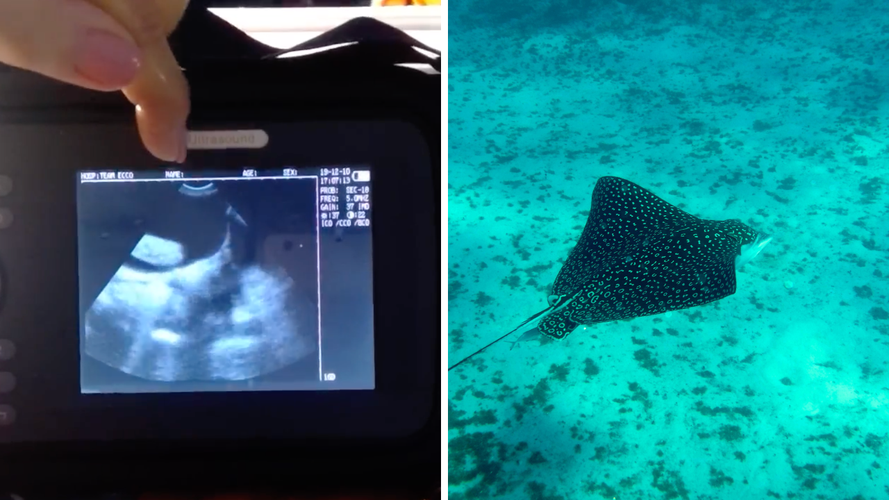 Stingray pregnant in North Carolina aquarium