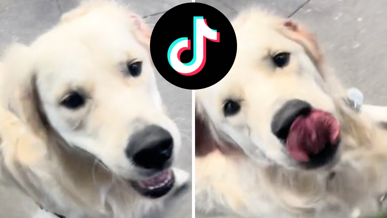 @walterthewhitegolden/TikTok