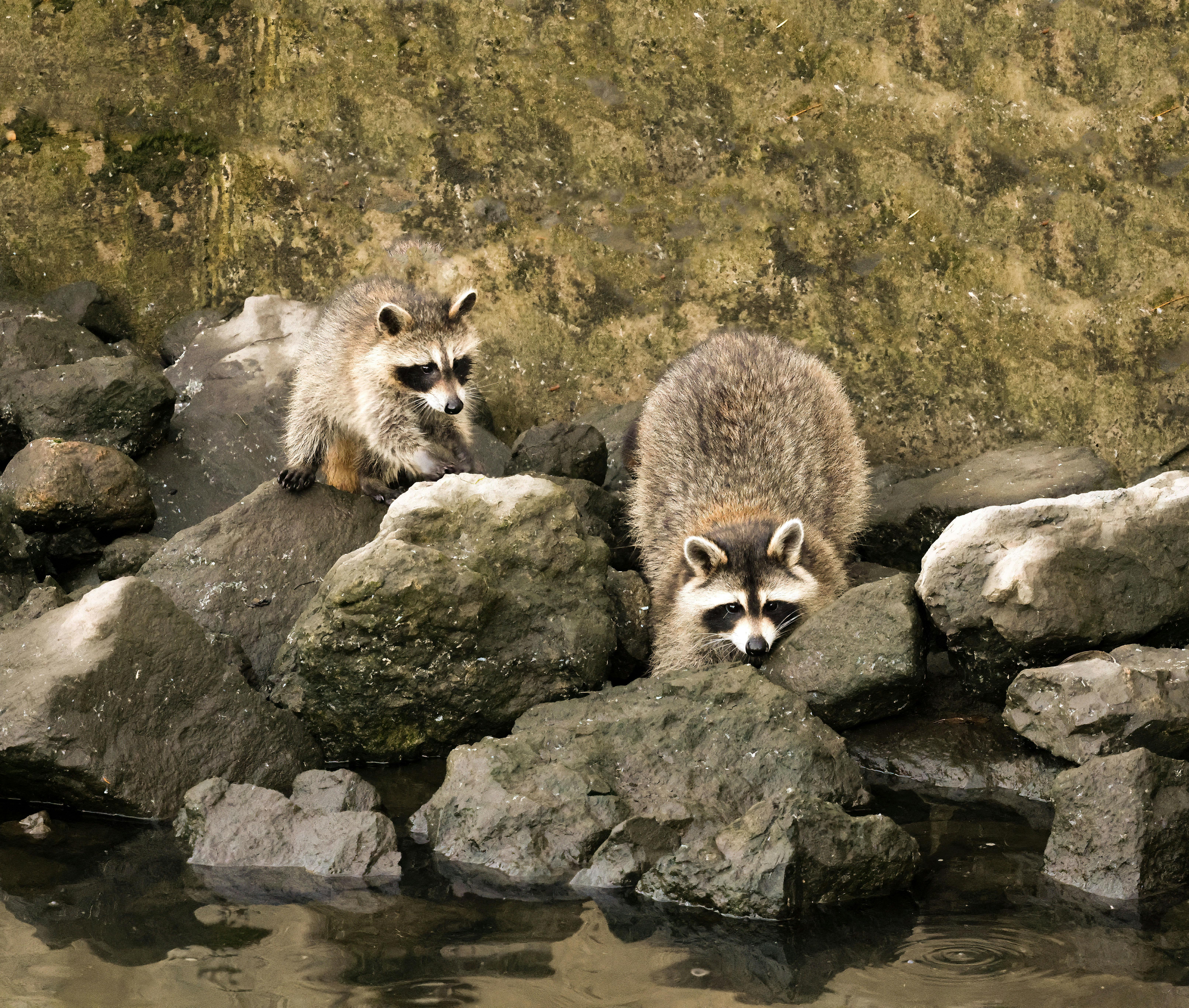 Racoons