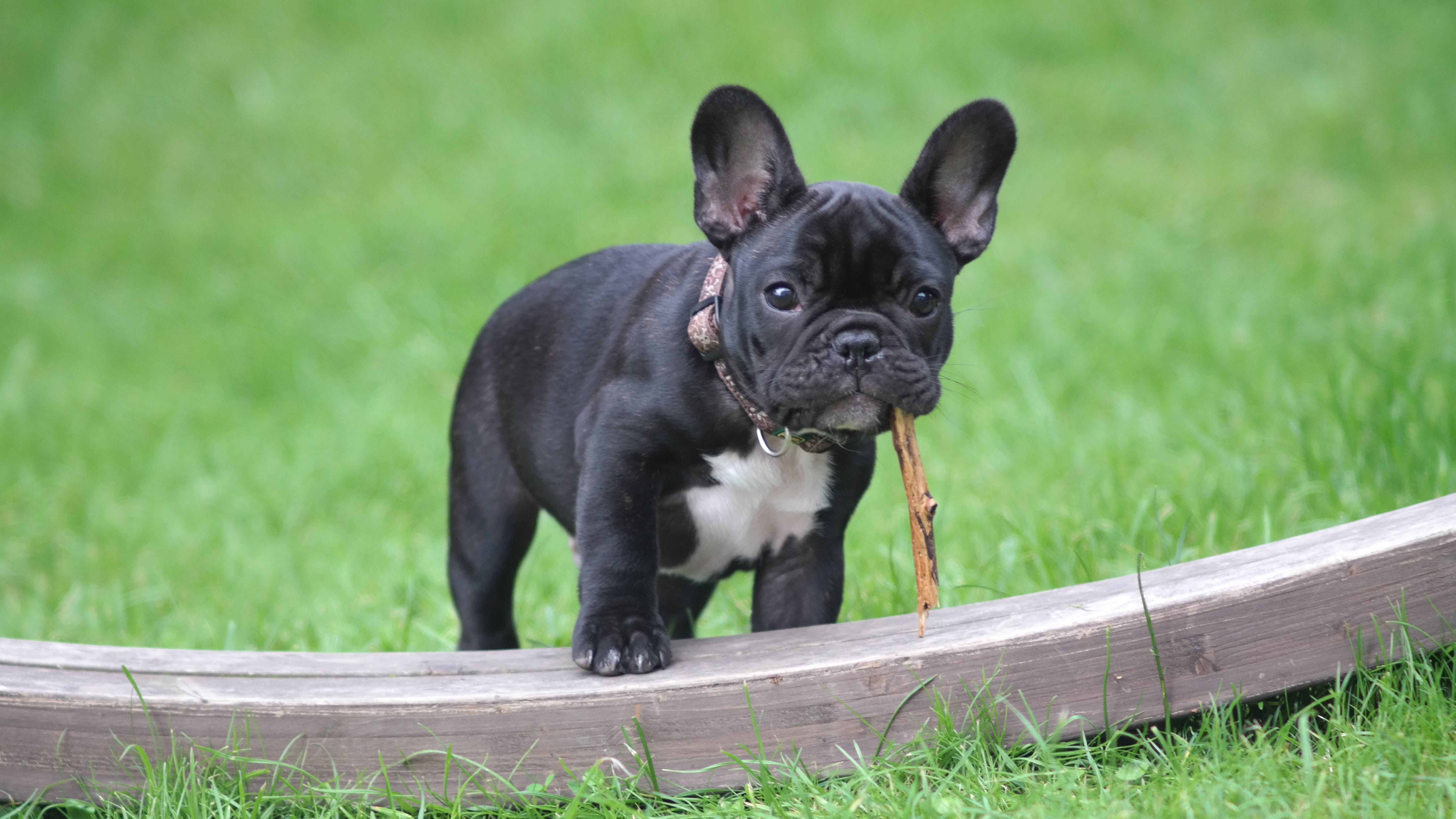 French bulldog puppy