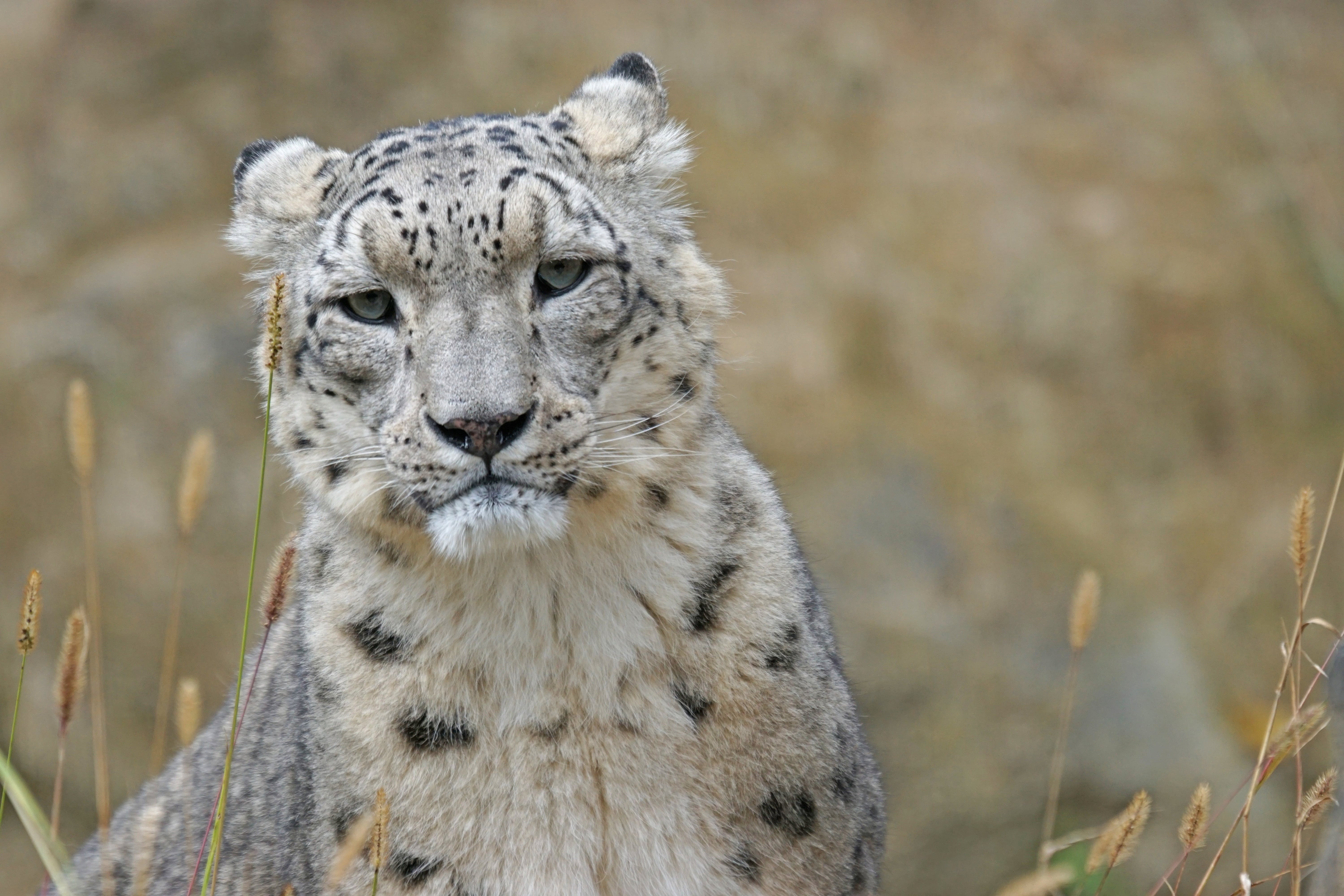 Snow leopard