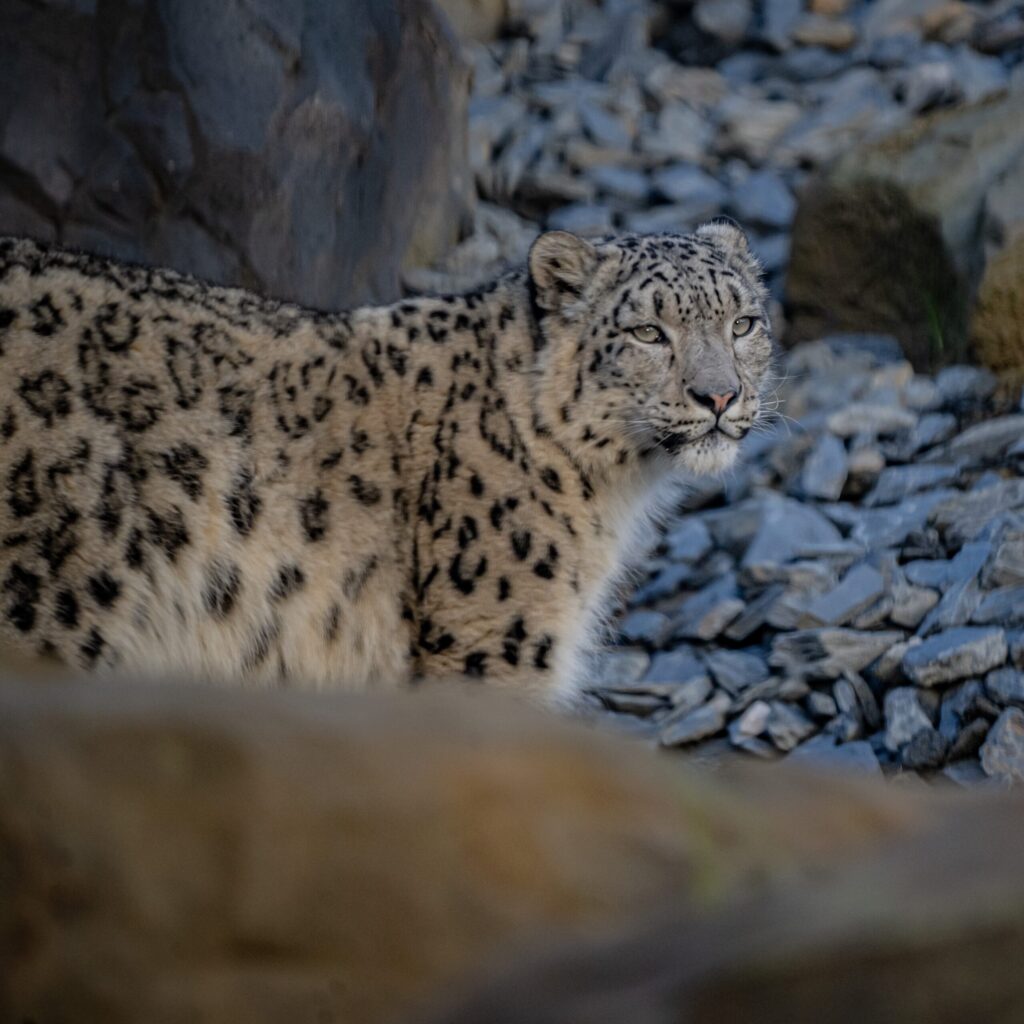 Snow Leopards