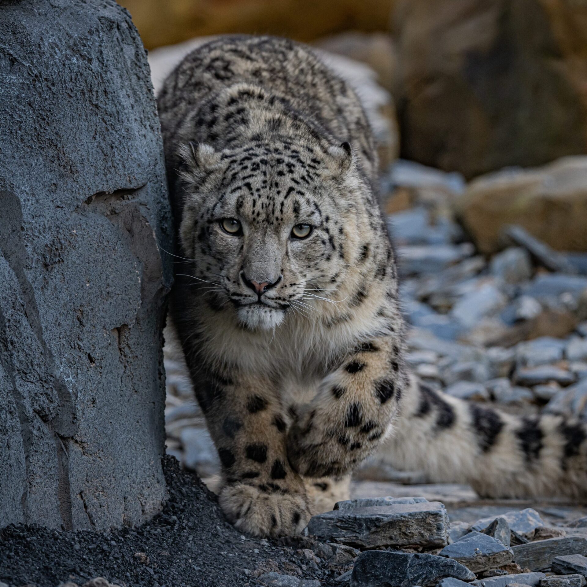 Snow Leopards