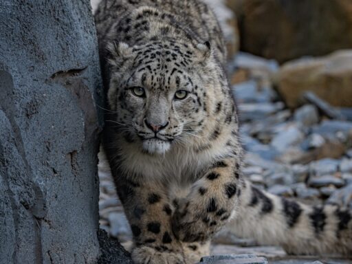 Snow Leopards