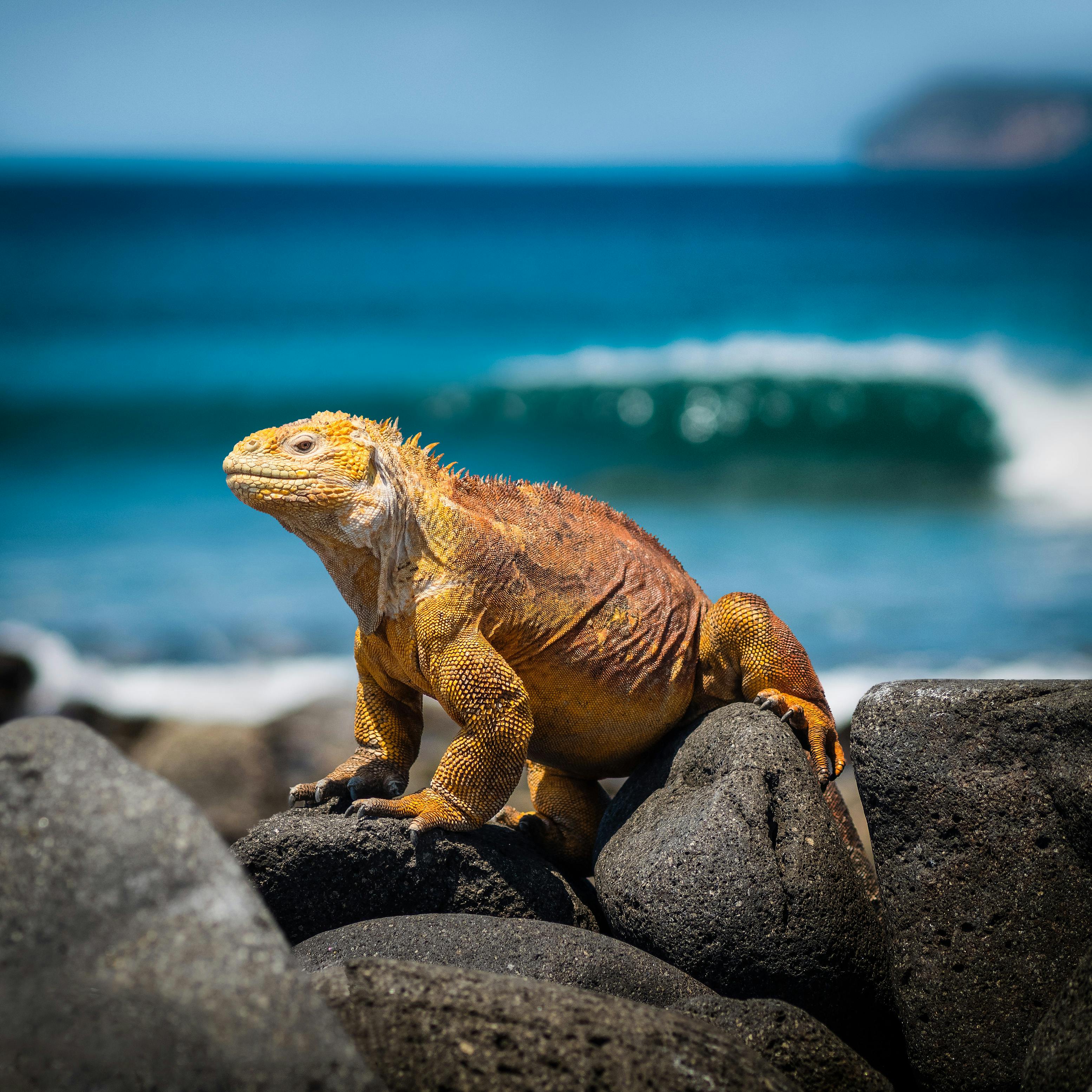 Iguana