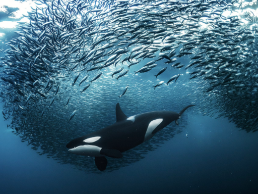 World Nature Photographer of the Year