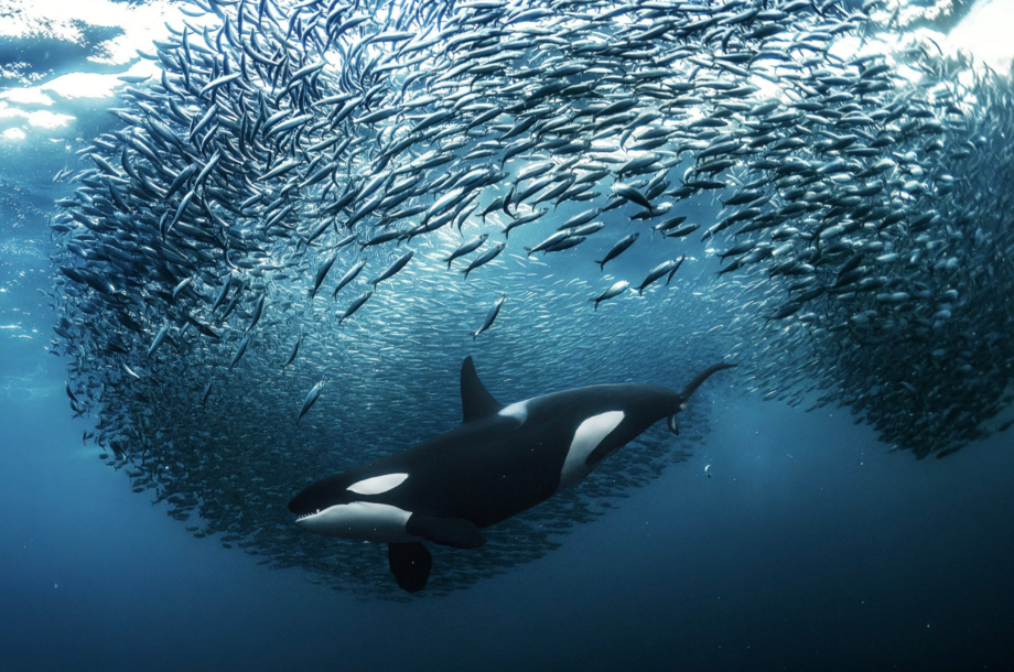 World Nature Photographer of the Year