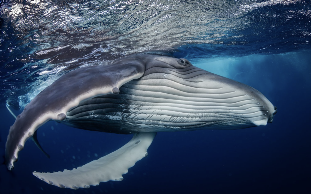 World Nature Photographer of the Year