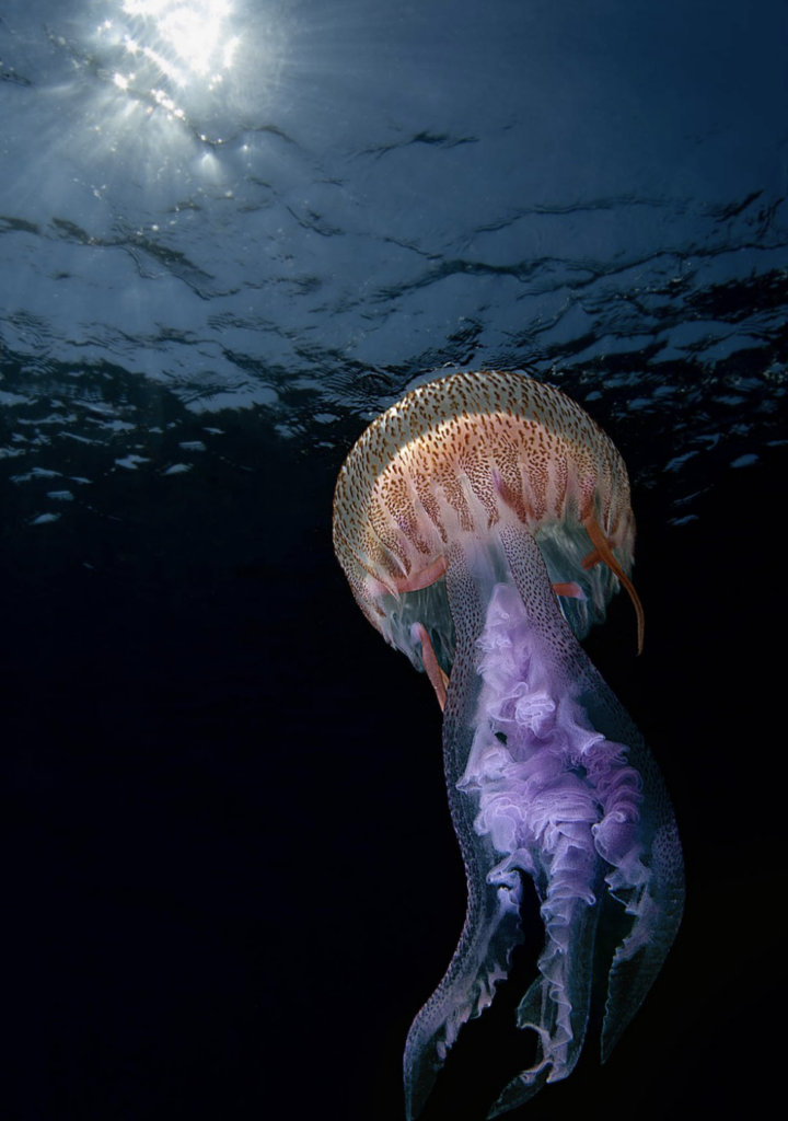 World Nature Photographer of the Year