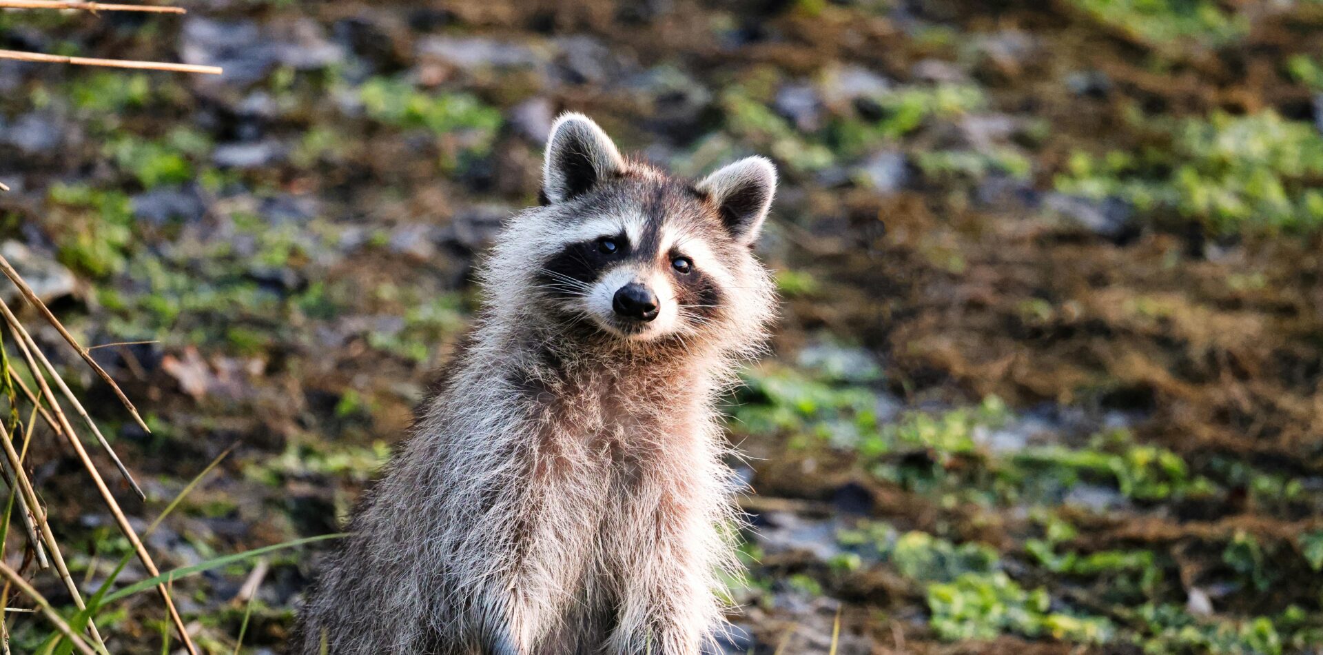 A raccoon caused chaos at Hersheypark