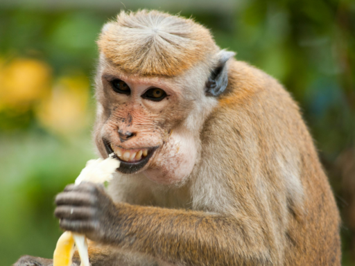 A macaque monkey eating a banana