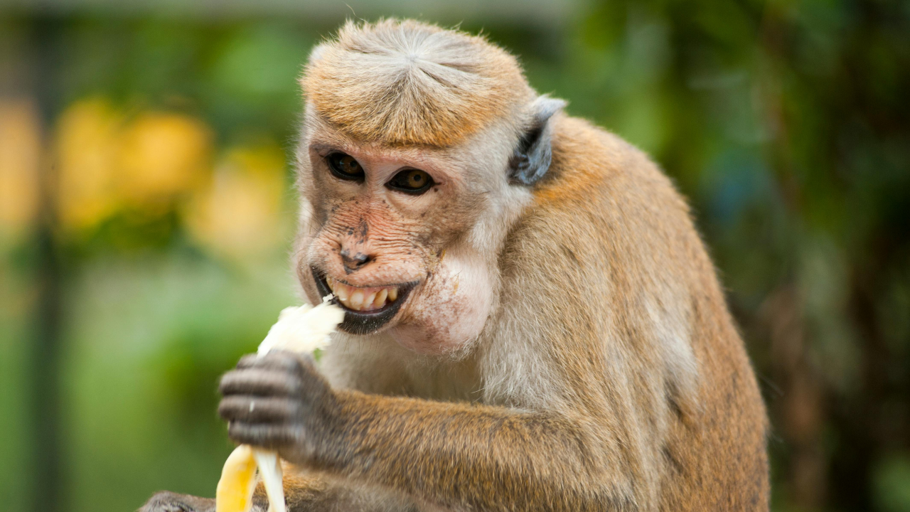 A macaque monkey eating a banana