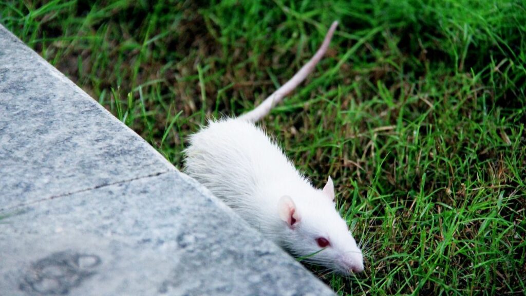 White Lab rat on the grass