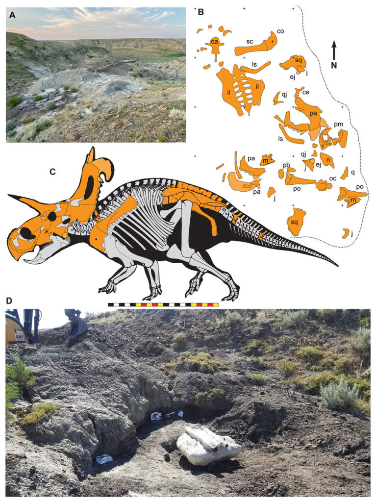 Lokiceratops rangiformis