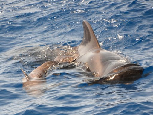 Pilot whale