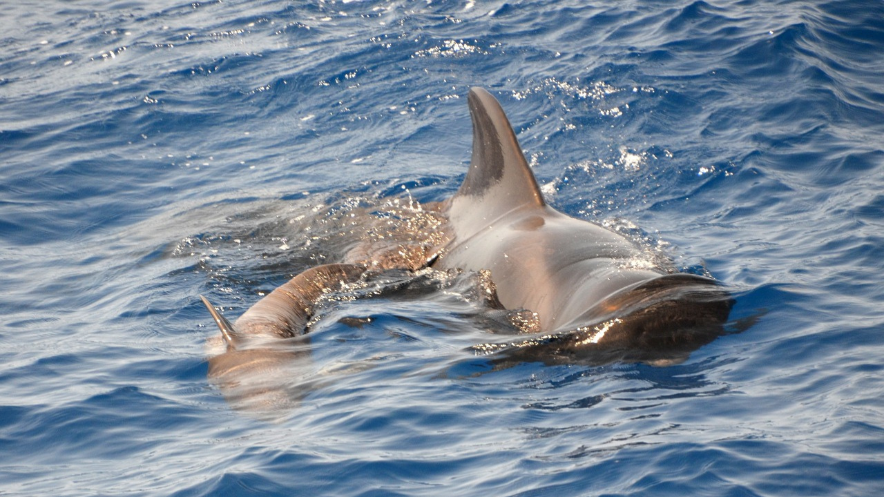 Pilot whale