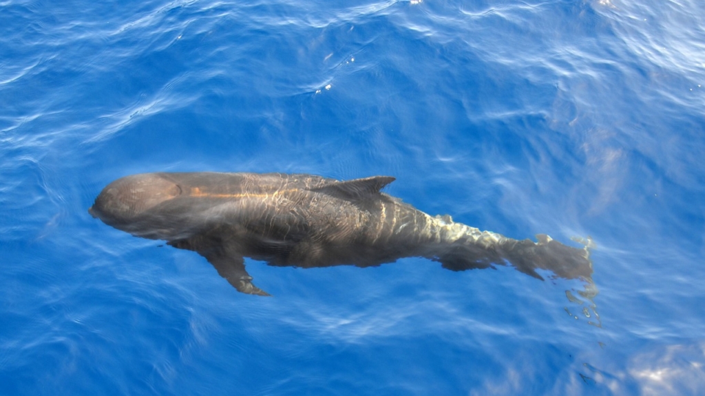 Pilot whale